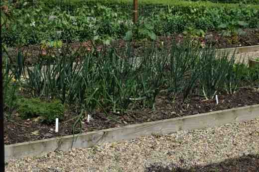 The onions were giving me worries too but with watering they have started to make growth in the past week, just in time