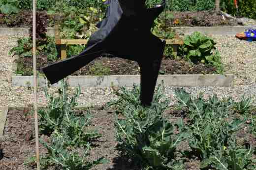 The past two years I have used a hawk-kite to keep the pigeons off the brassicas but the winter winds actually snapped the fibreglass pole! So the hawk has had to be fixed to a cane which means it is much lower and can only patrol a small area. The pigeons moved in and have reduced the cauliflowers, among others, to rags. They are growing better now but they had a setback.