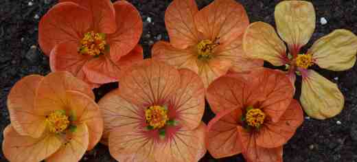 abutilon orange