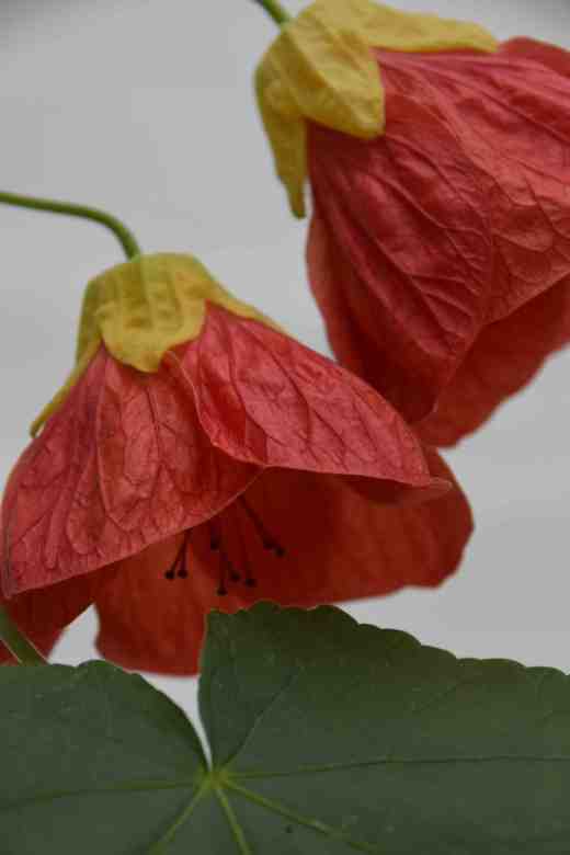 This one has big flowers and I think it is a keeper