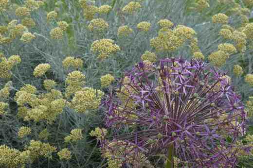 allium cristop