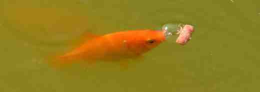 goldfish2