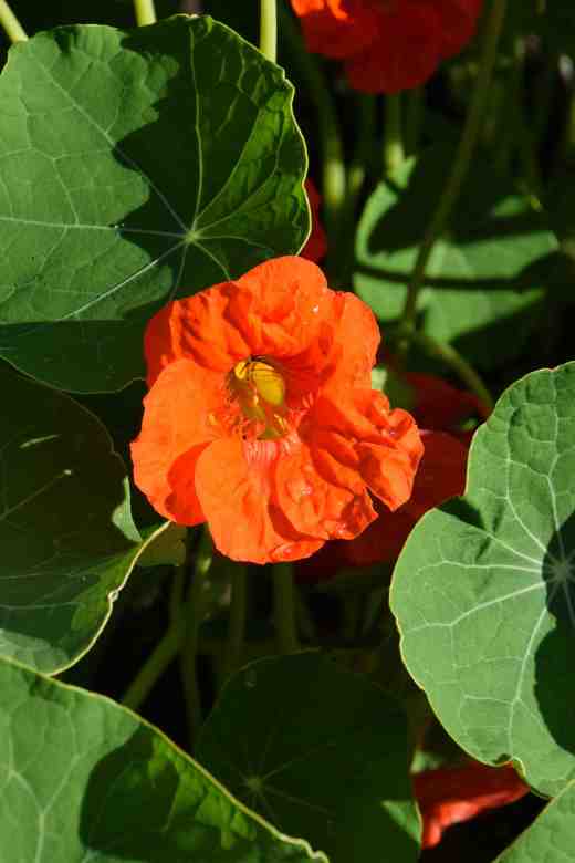 Nice enough but not what the packet told me I would get