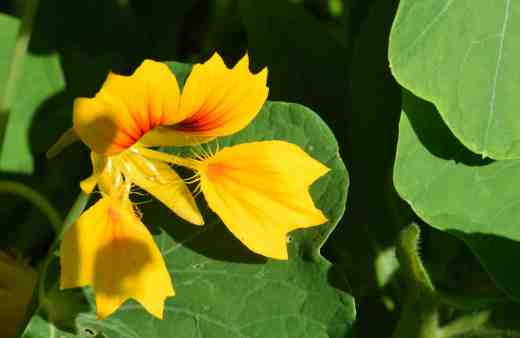 nasturtium2