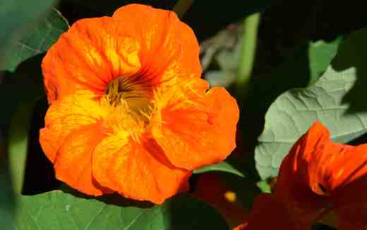 The flowers are easy to like but the plants are just too scruffy