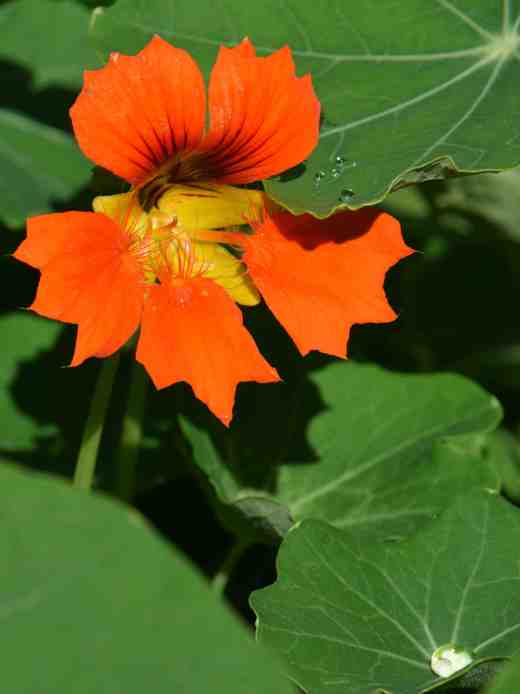 What 'Phoenix' should have been like