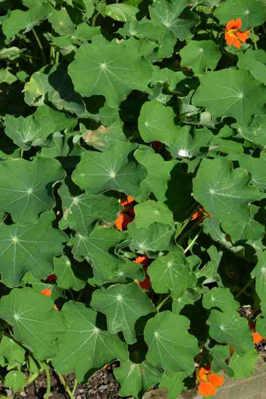 Spot the flower! Too often nasturtiums hide their blooms