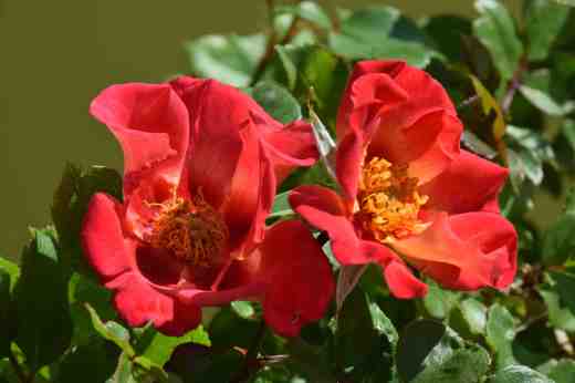 rose babylon eyes sunshine2