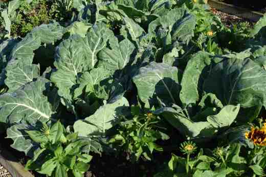 vates collards2