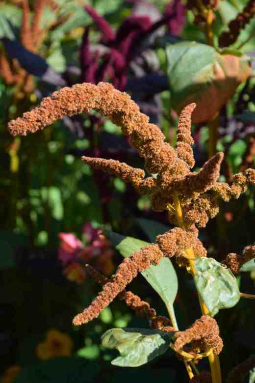 amaranthus aug3