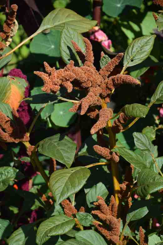 amaranthus aug5