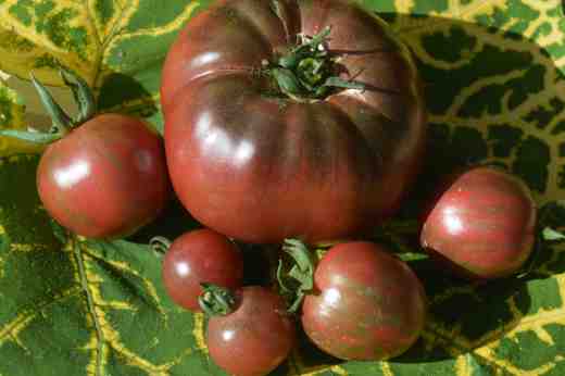 A collection of 'black' ish toms including big 'Black Russian', 'Black Vernissage' (with stripes) and 'Rosella'