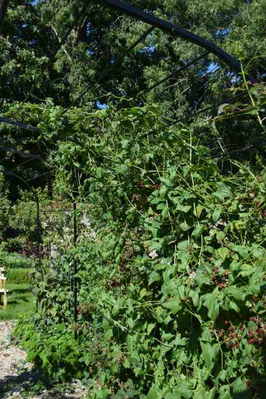 Cyclanthera explodens, doing what it does best - going mad!