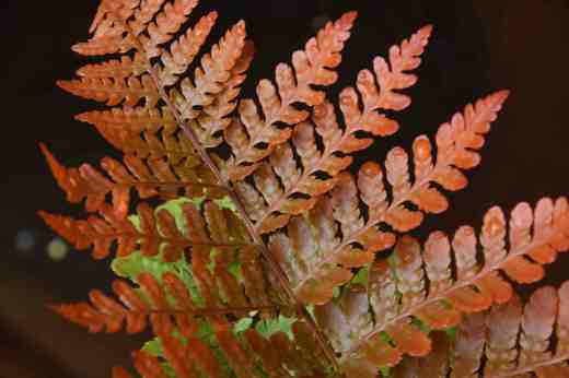 dryopteris radiant2