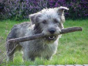 Glen_Of_Imaal_Terrier_Middle_Aged