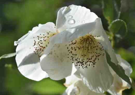 ... and the flowers were very attractive to bees