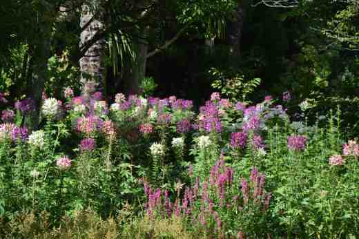I thought it was a slightly odd choice to plant cleomes in the beds near the area known as 'The Island' but they were colourful and effective and gave interest to an area that would otherwise be dull at this time of year