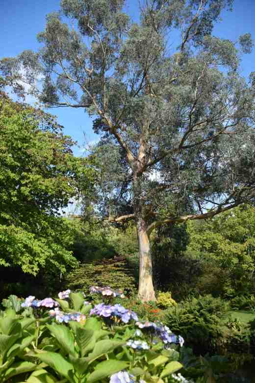 Blue lacecap hydrangea reflected the blue sky that showed off the enormous eucalyptus to perfection