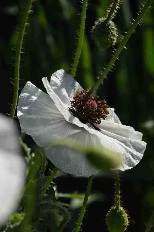 poppies6