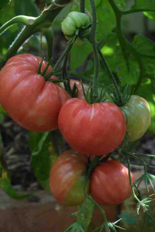 'Brandyboy' is a hybrid of 'Brandywine' that is supposed to bring modern ease of growth and reliability with heirloom taste