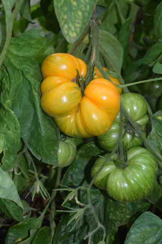 tom janets jacinthe jewel