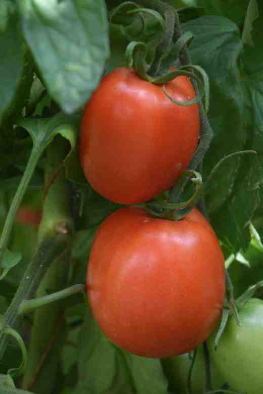 'Amish Paste' seems to be very variable but I am sure this is how it is supposed to look, with elongated fruits