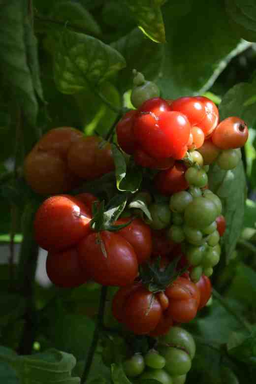 I like oddly shaped tomatoes but I am afraid 'Reisetomate' took things a bit too far. I won't be saving seeds of this one.