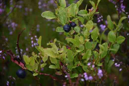 vaccinium
