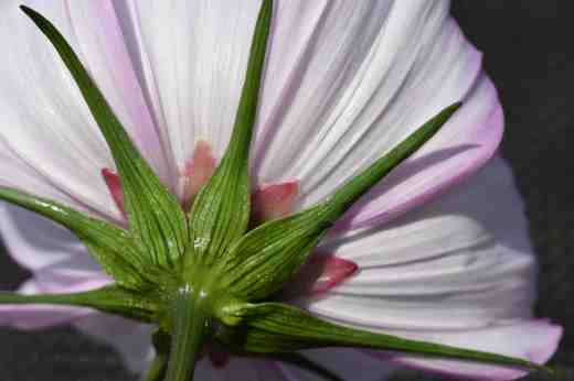 cosmos very back