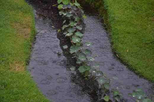 Possibly not because these poor nasturtiums will not be happy in this pond!