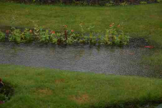 Was the gardener psychic when they chose moisture-loving Mimulus cardinalis for these beds?