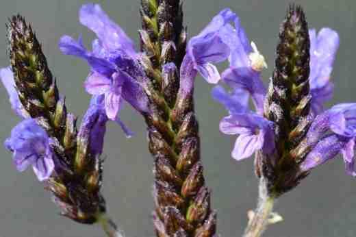 lavendula multifida