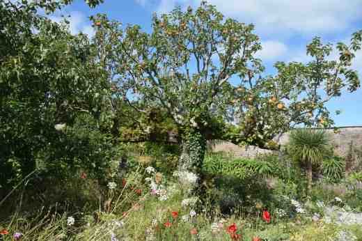 lismore castle wild flowers3