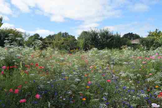 lismore castle wild flowers5