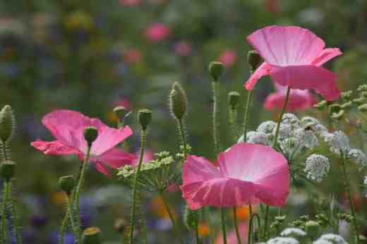 lismore castle wild flowers6