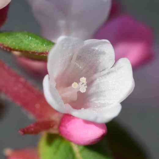 persicria camp close