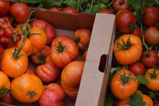 A box of orange toms including 'Janet's Jacinthe Jewel' (not a winner for taste), 'Nature's Riddle' (very beautiful) and the frankly weird 'Reisetomate'