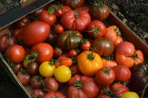 Another box of mixed toms showing some of the variety you can grow