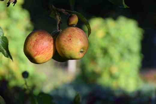 It is a race to get the apples in before the first frost but we should manage with the low-hanging fruit