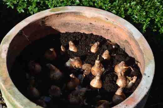 In go the daffs and then they are covered in compost