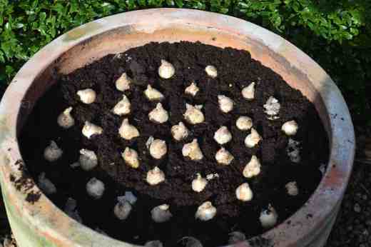 And on top go the 'Valerie Finnis' and then they are covered in compost too and I can plant the polyanthus on top of those