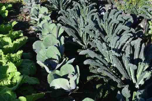 From left: Chinese cabbage, red cabbage and 'Cavalo Nero' kale