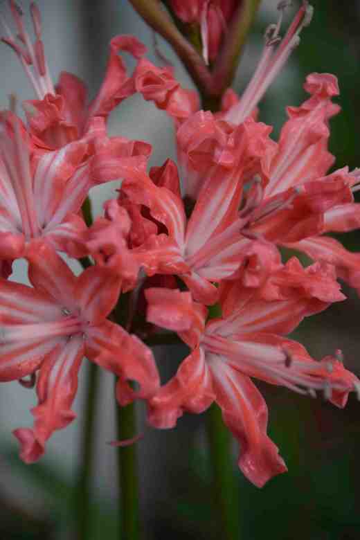 The beautiful 'Cassiopea'