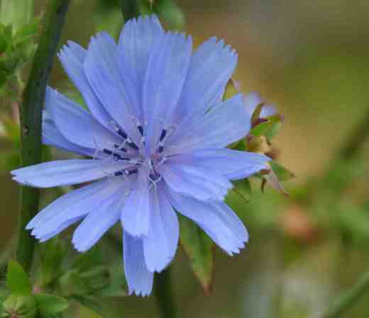 chicory oct2