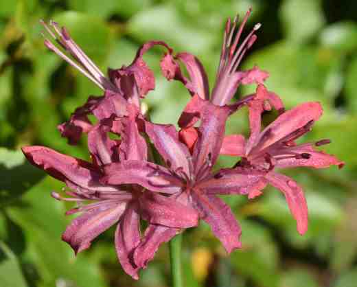 nerine mauve number3