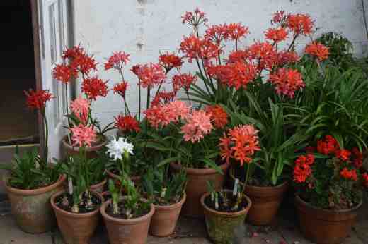 The nerines are brought out under a covered area when in bloom