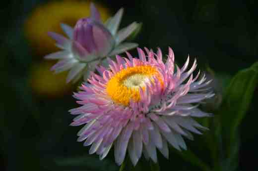 Helichrysum keep on sending up flowers though the plants are getting increasingly 'leggy' and scruffy