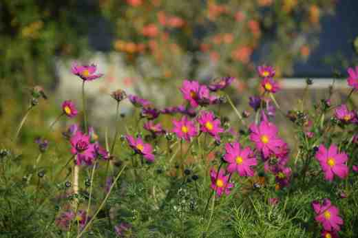 Cosmos keep the garden colourful too though some plants in the mixed batch have still not bloomed yet - very poor - more of that later