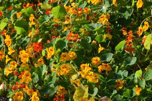 I have been a bit rude about the nasturtiums this year but, hands up, I was unfair and they have been pretty spectacular - and still are