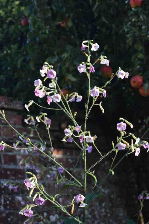 The Nicotiana mutabilis have been fantatsic this year. The flowers are small but there are zillions of them and they just keep on blooming. Some, like this one, must be almost 2m high